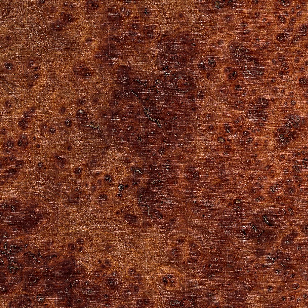 Burl Carpathian Elm Plywood