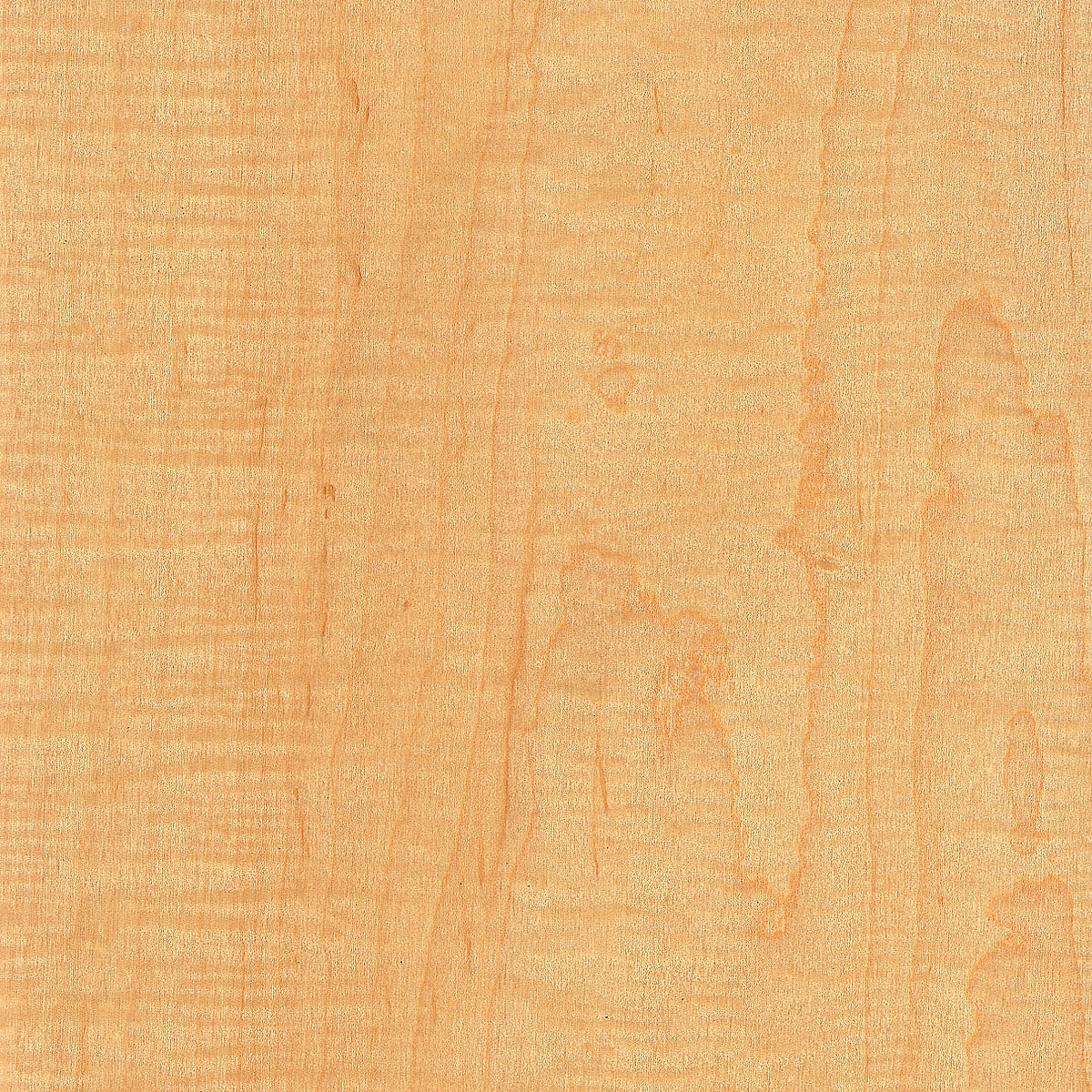flat cut curly maple veneer