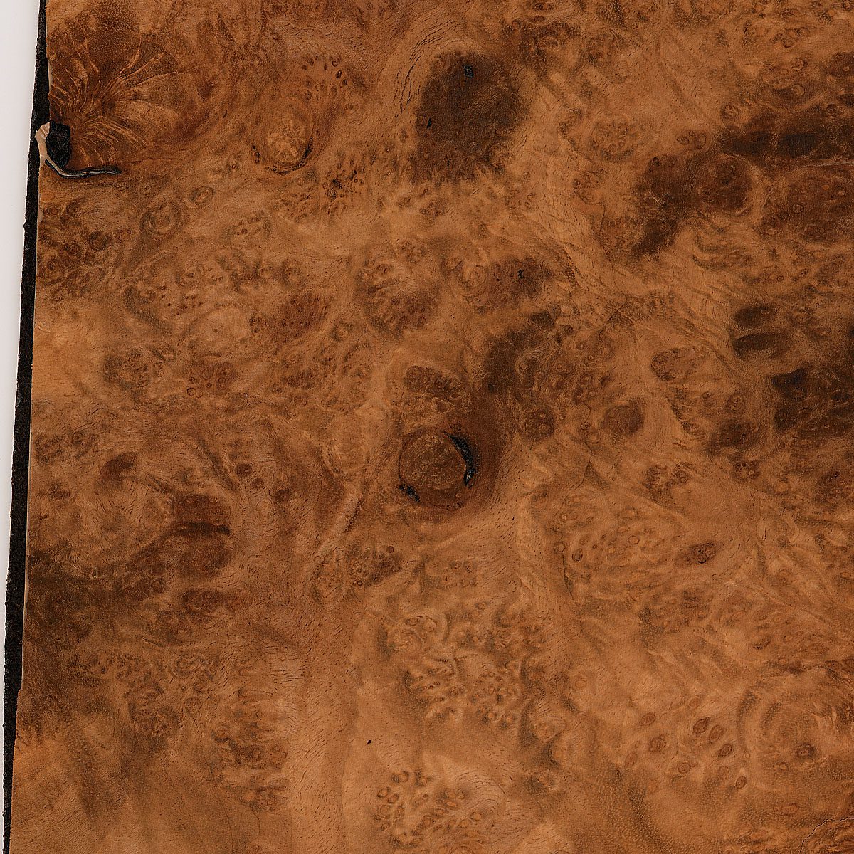 Burl Myrtle Plywood