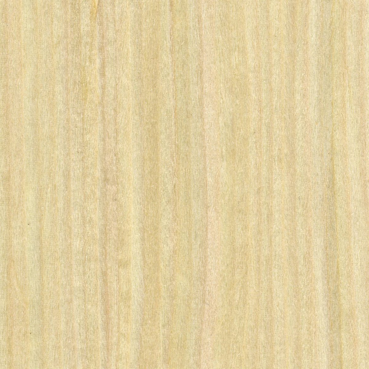 Uni-Formwood Maple, Quartered